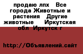 продаю лпх - Все города Животные и растения » Другие животные   . Иркутская обл.,Иркутск г.